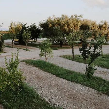 Albulena & شكودر
